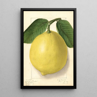 Ellen Isham Schutt - Citrus limon American Wonder.webp