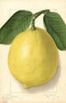 Citrus limon American Wonder - Ellen Isham Schutt — weergave van het kunstwerk