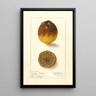 Ellen Isham Schutt - Citrus limon Eureka.webp