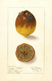 Citrus limon Eureka - Ellen Isham Schutt — weergave van het kunstwerk