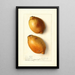 Citrus limon Fresh Yellow - Ellen Isham Schutt — ingelijst kunstwerk aan de muur
