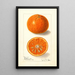 Citrus nobilis King - Ellen Isham Schutt — ingelijst kunstwerk aan de muur
