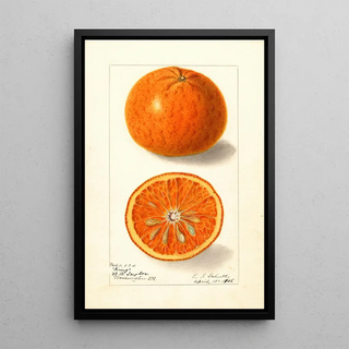 Ellen Isham Schutt - Citrus nobilis King.webp