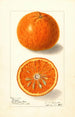 Citrus nobilis King - Ellen Isham Schutt — weergave van het kunstwerk