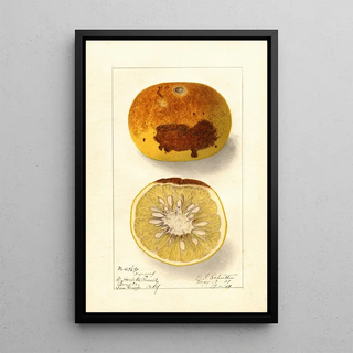 Ellen Isham Schutt - Citrus paradisi.webp