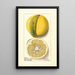 Citrus paradisi Chimera - Ellen Isham Schutt — ingelijst kunstwerk aan de muur