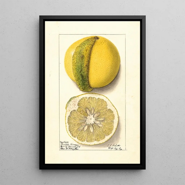Ellen Isham Schutt - Citrus paradisi Chimera.webp