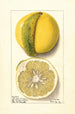 Citrus paradisi Chimera - Ellen Isham Schutt — weergave van het kunstwerk