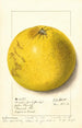 Citrus paradisi Pink Fleshed - Ellen Isham Schutt — weergave van het kunstwerk