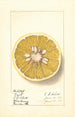 Citrus paradisi Royal - Ellen Isham Schutt — weergave van het kunstwerk