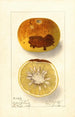 Citrus paradisi - Ellen Isham Schutt — weergave van het kunstwerk