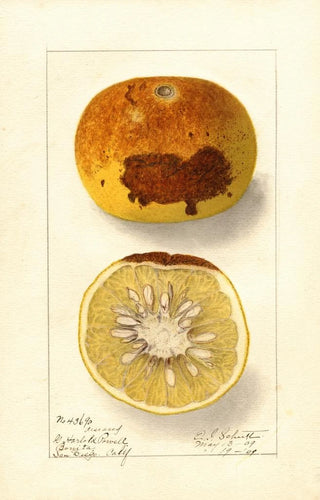 Ellen Isham Schutt - Citrus paradisi.webp