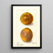 Citrus sinensis - Ellen Isham Schutt — ingelijst kunstwerk aan de muur