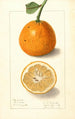 Citrus sinensis Bonboro - Ellen Isham Schutt — weergave van het kunstwerk