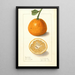 Citrus sinensis Bonboro - Ellen Isham Schutt — ingelijst kunstwerk aan de muur