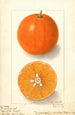 Citrus sinensis Dugats Improved - Ellen Isham Schutt — weergave van het kunstwerk