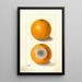 Citrus sinensis Indian River - Ellen Isham Schutt — ingelijst kunstwerk aan de muur
