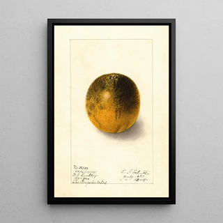 Ellen Isham Schutt - Citrus sinensis Valencia.webp