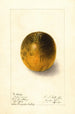 Citrus sinensis Valencia - Ellen Isham Schutt — weergave van het kunstwerk