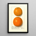 Citrus sinensis Washington Navel - Ellen Isham Schutt — ingelijst kunstwerk aan de muur