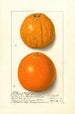 Citrus sinensis Washington Navel - Ellen Isham Schutt — weergave van het kunstwerk