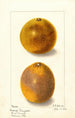 Citrus sinensis - Ellen Isham Schutt — weergave van het kunstwerk
