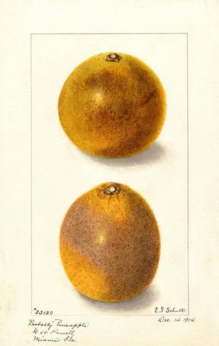 Ellen Isham Schutt - Citrus sinensis.webp