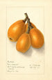 Eriobotrya japonica Commercial - Ellen Isham Schutt — weergave van het kunstwerk