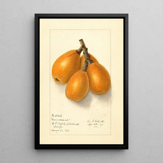 Ellen Isham Schutt - Eriobotrya japonica Commercial.webp