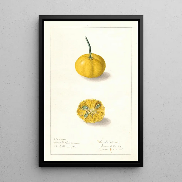 Fortunella Ukow Tachibana - Ellen Isham Schutt — ingelijst kunstwerk aan de muur