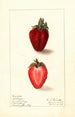 Fragaria Heritage - Ellen Isham Schutt — weergave van het kunstwerk
