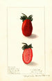 Fragaria Kevitts Wonder - Ellen Isham Schutt — weergave van het kunstwerk