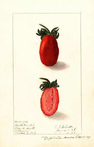 Ellen Isham Schutt - Fragaria Kevitts Wonder.webp
