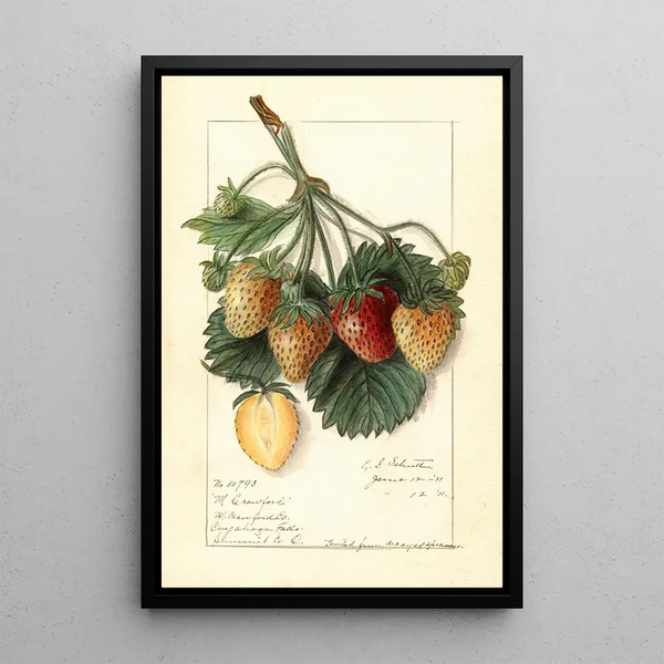 Fragaria M - Ellen Isham Schutt — ingelijst kunstwerk aan de muur