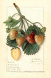 Fragaria M - Ellen Isham Schutt — weergave van het kunstwerk