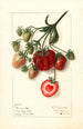 Fragaria Pocahontas - Ellen Isham Schutt — weergave van het kunstwerk