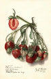 Fragaria Ryckman - Ellen Isham Schutt — weergave van het kunstwerk