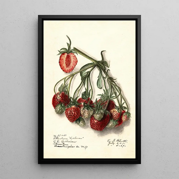 Fragaria Ryckman - Ellen Isham Schutt — ingelijst kunstwerk aan de muur