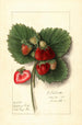 Fragaria Shipping King - Ellen Isham Schutt — weergave van het kunstwerk