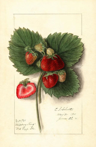 Ellen Isham Schutt - Fragaria Shipping King.webp