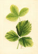 Fragaria Strawberry - Ellen Isham Schutt — weergave van het kunstwerk