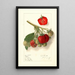 Fragaria Velvet - Ellen Isham Schutt — ingelijst kunstwerk aan de muur