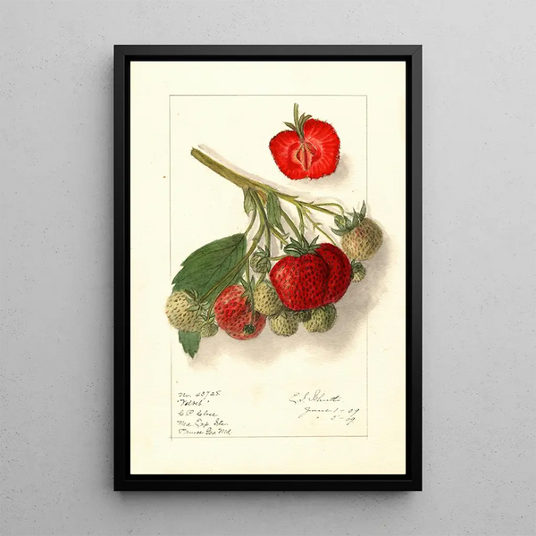 Fragaria Velvet - Ellen Isham Schutt — ingelijst kunstwerk aan de muur