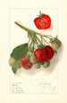 Fragaria Velvet - Ellen Isham Schutt — weergave van het kunstwerk