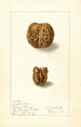 Juglans regia - Ellen Isham Schutt — weergave van het kunstwerk