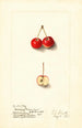 Malus Cherry Crab - Ellen Isham Schutt — weergave van het kunstwerk