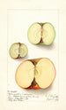 Malus domestica - Ellen Isham Schutt — weergave van het kunstwerk
