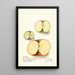 Malus domestica - Ellen Isham Schutt — ingelijst kunstwerk aan de muur