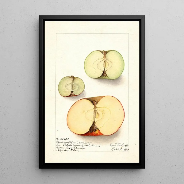 Malus domestica - Ellen Isham Schutt — ingelijst kunstwerk aan de muur