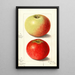 Malus domestica Alexander Tillage - Ellen Isham Schutt — ingelijst kunstwerk aan de muur